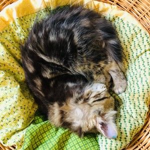 Meet your Posher, Cora